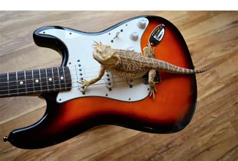 do bearded dragons like music